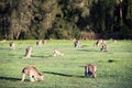 Troop of kangaroos resting and feeding Royalty Free Stock Photo