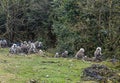 Troop of Langur Monkeys in Bhutan