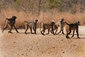 Troop of monkeys cross a dirt road in the African bushveld
