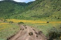 Troop of Olive Baboons Papio Anubis sitting in middle of dirt road inside Ngorongoro Crater in Tanzania Royalty Free Stock Photo