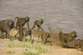 Olive baboons walking beside river, Kenya
