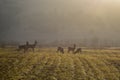 Troop of roe deer Royalty Free Stock Photo