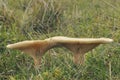 Trooping Funnel - Clitocybe geotropa