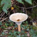 Trooping Funnel long stemmed mushroom Royalty Free Stock Photo