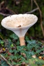 Trooping Funnel long stemmed mushroom Royalty Free Stock Photo