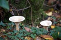 Trooping Funnel long stemmed mushroom Royalty Free Stock Photo