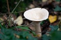 Trooping Funnel long stemmed mushroom Royalty Free Stock Photo