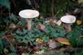 Trooping Funnel long stemmed mushroom Royalty Free Stock Photo