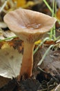 Trooping Funnel Fungus