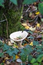 Trooping Funnel long stemmed mushroom Royalty Free Stock Photo