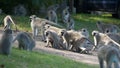 Troops of vervet monkeys fighting