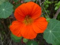 Nasturtium. Orange flower in the garden. Royalty Free Stock Photo