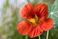 Tropaeolum maius, commonly known as nasturtium or Kapuzinerkresse Royalty Free Stock Photo