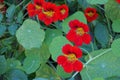 Tropaeolum majus