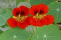 Tropaeolum majus Royalty Free Stock Photo