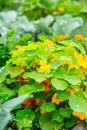 Tropaeolum majus - garden nasturtium or Indian cress in garden. Royalty Free Stock Photo
