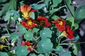 Tropaeolum majus garden nasturtium, Indian cress, monks cress blooming red bright flowers close up top view Royalty Free Stock Photo