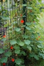 Tropaeolum majus, the garden nasturtium, nasturtium, Indian cress or monks cress, is a species of flowering plant. Berlin, Germany