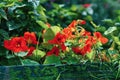 Tropaeolum majus - nasturtium flowers on gardenbed, flowering plant