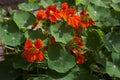 Tropaeolum majus, nasturtium - garden orange flowers, Royalty Free Stock Photo