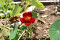 Tropaeolum majus red flower brazilian