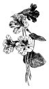 Tropaeolum Majus vintage illustration