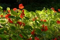 Tropaeolum - nasturtium