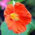 Tropaeolum or nasturtium nose-twister