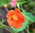 Tropaeolum or nasturtium nose-twister