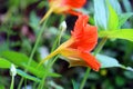 Tropaeolum or nasturtium nose-twister