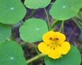 Tropaeolum or nasturtium nose-twister