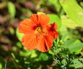 Tropaeolum or nasturtium nose-twister