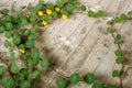 Tropaeolum plant Royalty Free Stock Photo