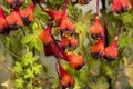 Beautiful flowers of Tropaeolum tricolor