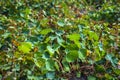 Tropaeolum tuberosum mashua foliage plant Royalty Free Stock Photo