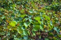 Tropaeolum tuberosum mashua foliage plant