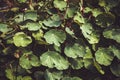 Tropaeolum tuberosum mashua foliage plant