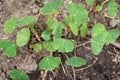 Tropaeolum tuberosum mashua plant Royalty Free Stock Photo