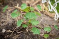 Tropaeolum tuberosum mashua plant