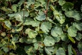 Tropaeolum tuberosum mashua foliage plant