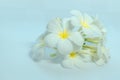 Tropcal Frangipani Flowers Royalty Free Stock Photo