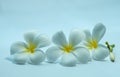 Tropcal Frangipani Flowers Royalty Free Stock Photo