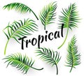 Tropcal leaves collectoin. Vector illustration