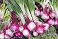 Tropea onions