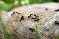 Trophallaxis in Fire ants (Solenopsis) Royalty Free Stock Photo