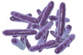 Tropheryma whipplei bacteria, the causative organism of Whipple`s disease