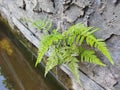 Trophic Fern Plants