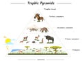 Trophic pyramids in savanna