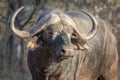 Trophy Cape buffalo bull staring away from viewer.