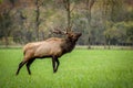 Trophy-class Bull Elk